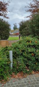 Solar lights stolen from the Healesville Labyrinth Garden