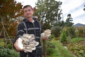 Foraging for fungi