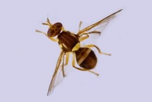 Yarra Ranges on alert for Queensland Fruit Fly