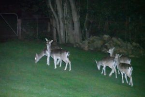 New reports suggests feral deer could cost the state up to $2.2 billion