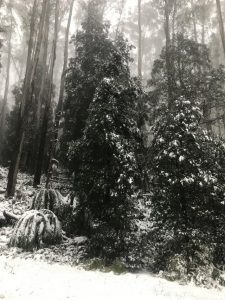 Winter wonderland on Mt Donna Buang as winter sets in