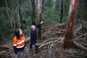 Creating habitat hollows for threatened species