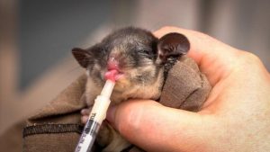 Friends of the Leadbeater’s Possum grateful for the success of captive bred joeys