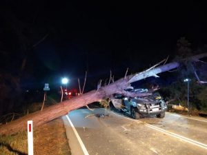 Man escapes with minor injuries after a tree falls on his car