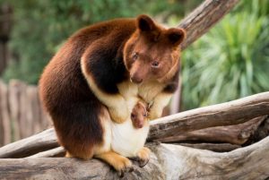 Roo reveal: it’s a girl!