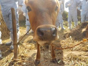 Foot-And-Mouth disease prevention ramps up