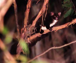 Greater Glider moves to endangered status