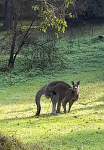 Shocking illegal arrow attack on Healesville kangaroos