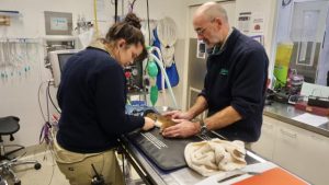 Ringtail possum lucky to escape powerful owl