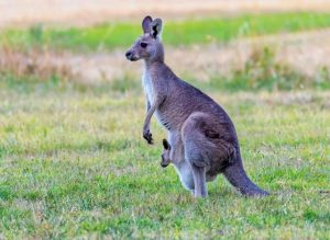 Victorian Kangaroo Alliance shocked by illegal kangaroo attacks