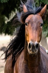 Horse welfare concerns cleared by police