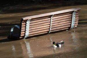 Minor flood warning issued through to Coldstream
