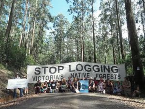 Petition launched urging government to cease all native logging