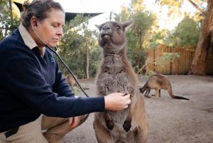 Kangaroo hops up to her heart check