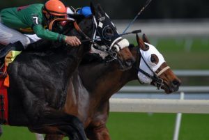 Racing Victoria  responds to RSPCA’s advocacy calls