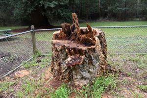 Heritage listed tree destroyed by vandals