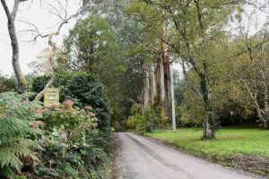Council’s looks to boost the region’s tree canopy