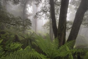 Capturing the Yarra Ranges and beyond
