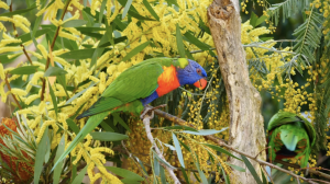 Healesville Sanctuary animals enjoy national wattle day and start to spring