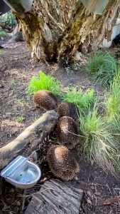 Echidnas board the love train at Healesville Sanctuary