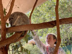 Student raises funds to support koalas