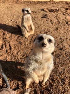 Plenty to do at the zoo