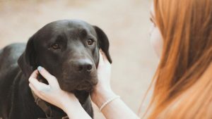 Animal registration visits to be conducted