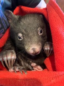 Rise in wildlife deaths on Yarra Ranges roads