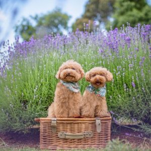 Second outing for four-legged friends at Warratina
