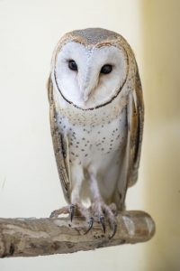 $1.8 million for a Raptor Rehabilitation Centre at Healesville Sanctuary