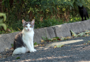 Domestic Animal Management Plan opens for consultation
