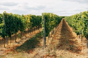 Uncertainty looms over the continuation of an important wine industry grant program