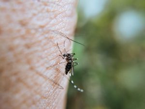 Beware of flesh-eating ulcer found in the state