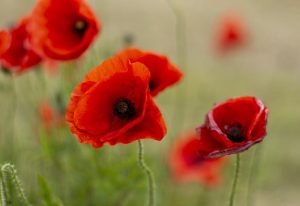 Remembrance Day services