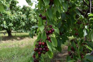 ‘Cloud’ of uncertainty over cherry season start