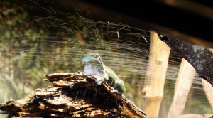 Reptiles and frogs lap up extra H2O