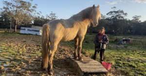 Support the brumbies at upcoming festival