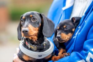 Yarra Ranges Council adopts domestic animal plan