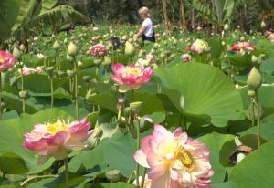 World of flowers