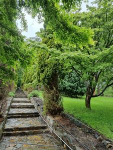 Maroondah Reservoir Park’s rose steps to be rejuvenated
