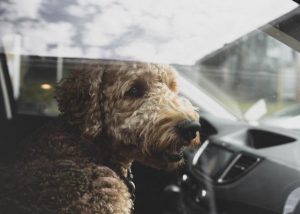 Weather heats up causing concern for pets left in cars