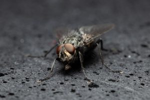 Summer the season of pesky insects