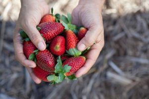 Yarra Ranges berry growers affected by summer rain