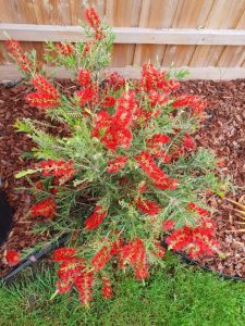 Creating a wildlife garden