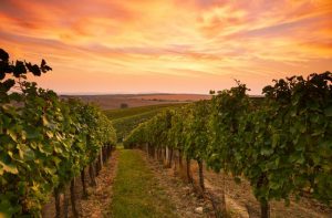Confidence rises in the Tourism sector for a busy holiday trade