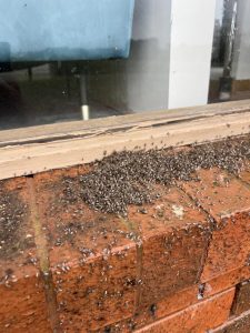 Yarra Valley homes swarmed by pesky bug