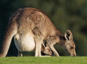 Increase to kangaroo harvesting quota causes outrage