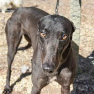 Open your heart to a retired greyhound
