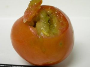 Queensland Fruit Fly protection needs to be in place