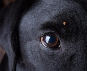 Ticks are threat to pets this summer